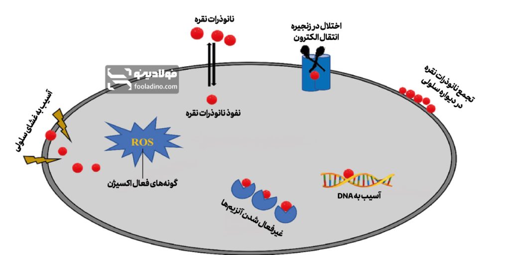 فلزات ضد میکروبی چگونه کار می‌کنند؟